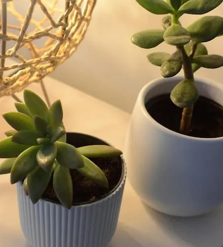 Cantinho Do Populo *