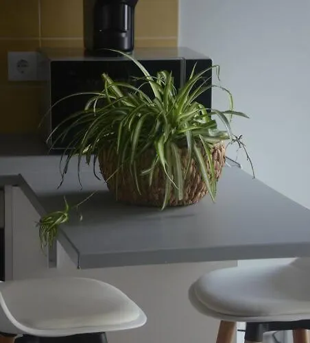 Cantinho Do Populo * Ponta Delgada